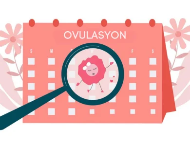 Ovulasyon ( Yumurtlama) Dönemi Hesaplama