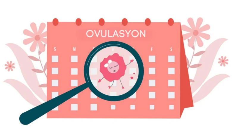 Ovulasyon ( Yumurtlama) Dönemi Hesaplama