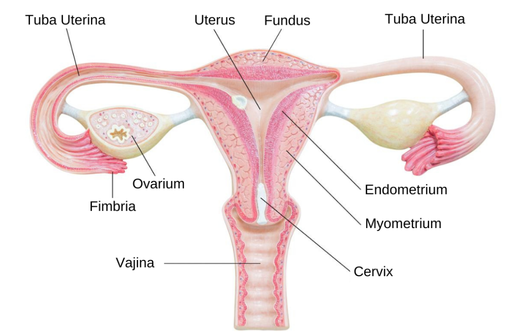 ovarium, tuba uterina, uterus ve vajina