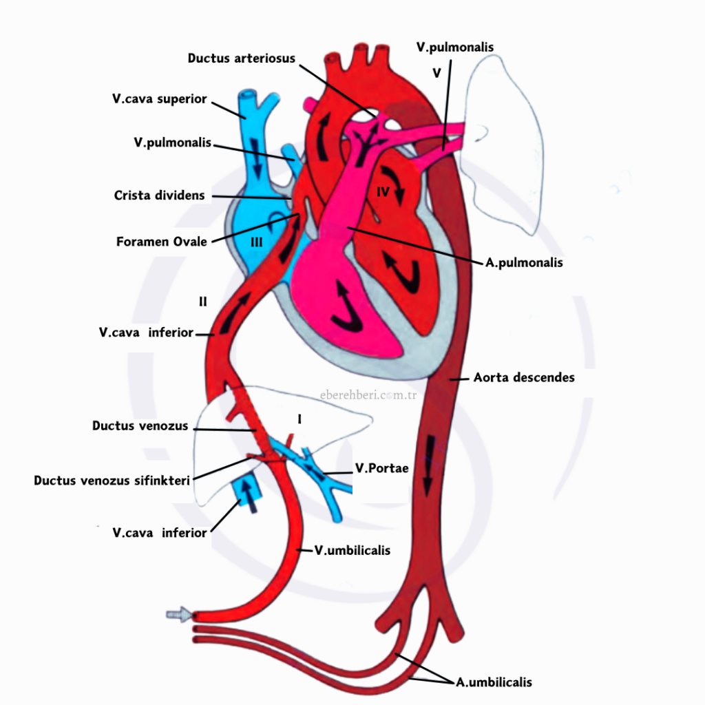 Fetal dolaşım 
fetal dolaşım rehberi
Fetal dolaşım 
fetal dolaşım pdf